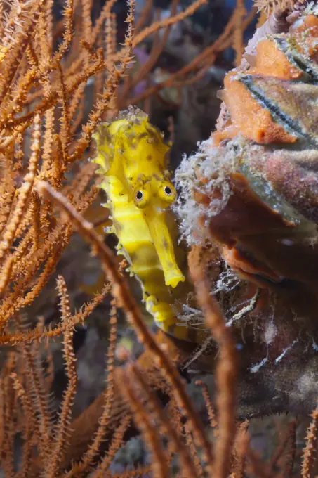 Thorny seahorse Hippocampus hystrix, Southern Thailand, Andaman Sea, Indian Ocean, Southeast Asia, Asia