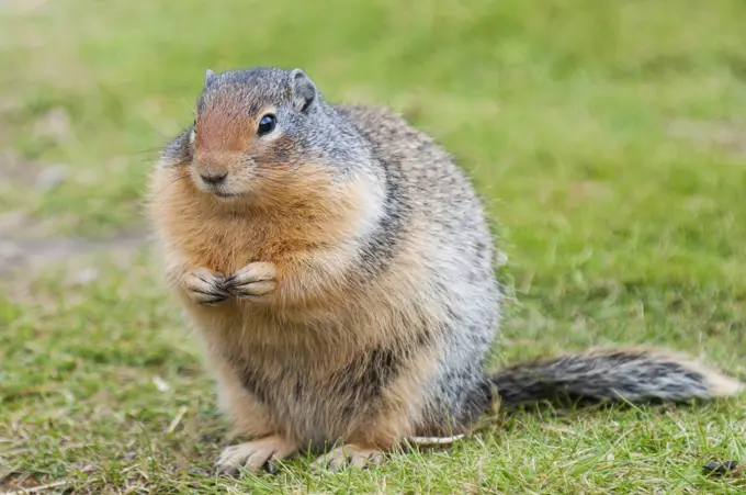 Columbian ground squirrel (Spermophilus columbianus), Barkersville, British Columbia, Canada, North America