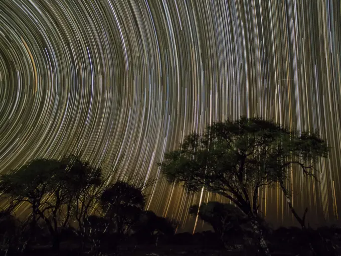 The milky way over acacia trees at night in the Okavango Delta, Botswana, Africa