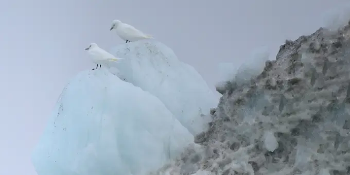 Pair of Glaucous gulls standing on iceberg, Nunavut and Northwest Territories, Canada, North America