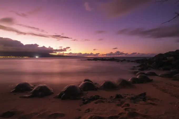 Greenback turtles (Chelonia mydas) on Baldwin Beach, Maui Island, Hawaii, United States of America, North America