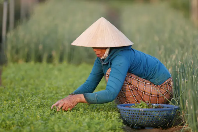 Organic vegetable gardens in Tra Que Village, farmer at work, Hoi An, Vietnam, Indochina, Southeast Asia, Asia