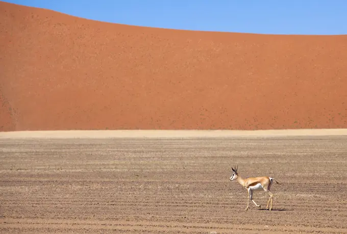 Springbok and orange sand dune in the ancient Namib Desert near Sesriem, Namib Naukluft Park, Namibia, Africa