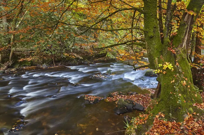 An autumn scene in ancient beech and oak woodland along the banks of the River Teign, in Dartmoor National Park, Devon, England, United Kingdom, Europe