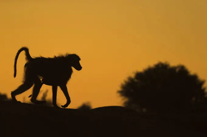 Chacma baboon (Papio ursinus) carrying infant, Mashatu Game Reserve, Botswana, Africa