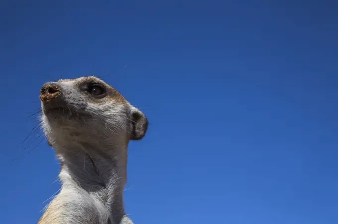 Meerkat (Suricata suricatta), Kgalagadi Transfrontier Park, Northern Cape, South Africa, Africa