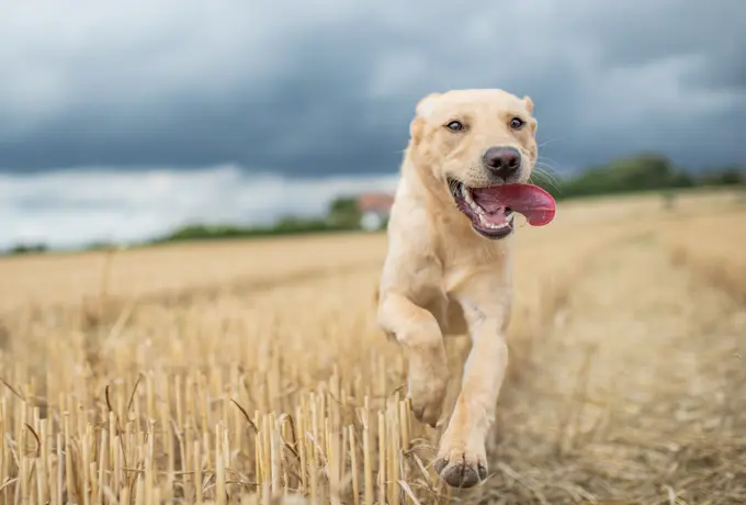 Young Labrador running through a wheat field, United Kingdom, Europe