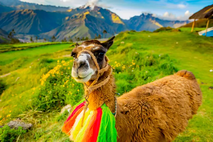 Llama, Moray, Peru, South America