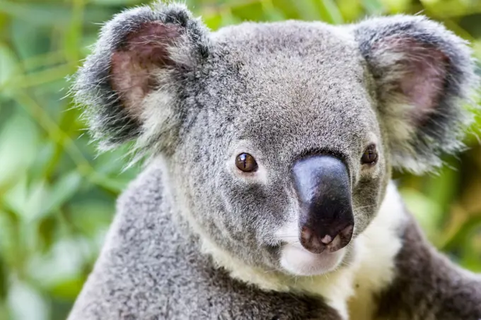 Koala, Queensland, Australia