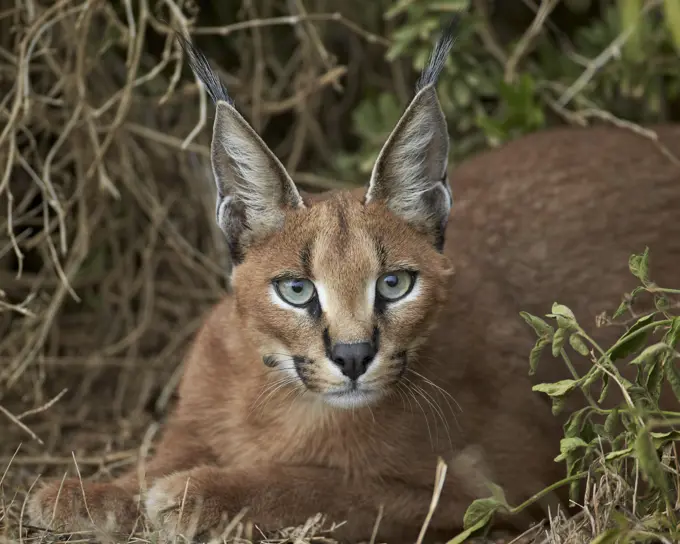 Caracal (Caracal caracal), Addo Elephant National Park, South Africa, Africa