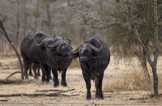 Herd of four African Cape buffalos, Grumeti,Tanzania, East Africa