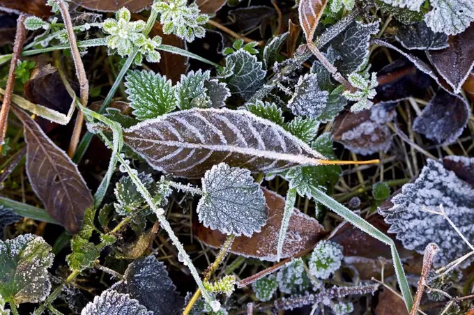 Hoar frost covered autumn leaves, Oxfordshire, UK