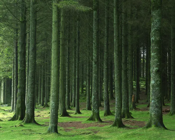 Bellever Forest, Dartmoor, Devon, England, United Kingdom, Europe