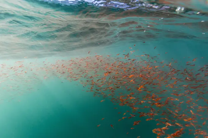 Dense swarms of juvenile squat lobster (Munida gregaria) off Akaroa, South Island, New Zealand, Pacific