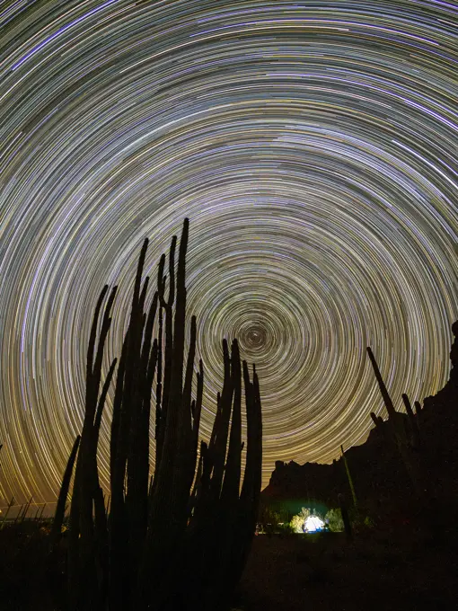 Organ pipe cactus (Stenocereus thurberi) at night, Organ Pipe Cactus National Monument, Sonoran Desert, Arizona, United States of America, North America