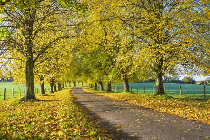 Avenue of autumn beech trees with colourful yellow leaves, Newbury, Berkshire, England, United Kingdom, Europe