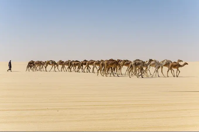 Camel caravan on the Djado Plateau, Sahara, Niger, Africa