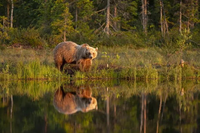 Eurasian brown bear (Ursus arctos arctos) in evening sunlight, reflected in lake, Kuhmo, Finland, Europe