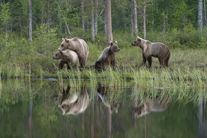 Eurasian brown bear (Ursus arctos arctos) and cubs, Kuhmo, Finland, Europe