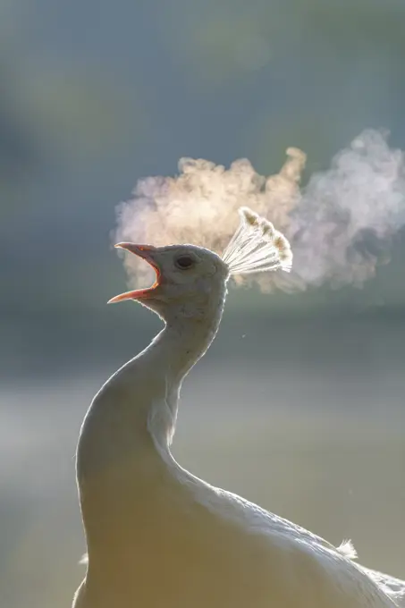 Female peacock (peahen) calling, early morning, Kent, England, United Kingdom, Europe