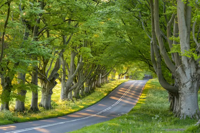 Beech tree avenue and road in morning sunlight in spring, Badbury Rings, Dorset, England, United Kingdom, Europe