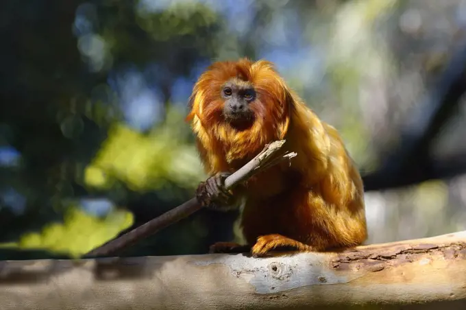 Golden Lion Tamarin (Leontopithecus rosalia), Brazilian Atlantic Coast Forest, Brazil, South America