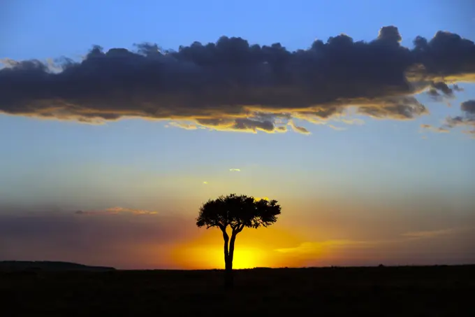 African tree at sunset, Masai Mara National Reserve, Kenya, East Africa, Africa