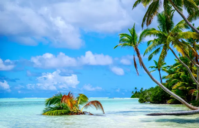 Palm trees edging, Scout Park Beach, Cocos (Keeling) Islands, Indian Ocean, Asia