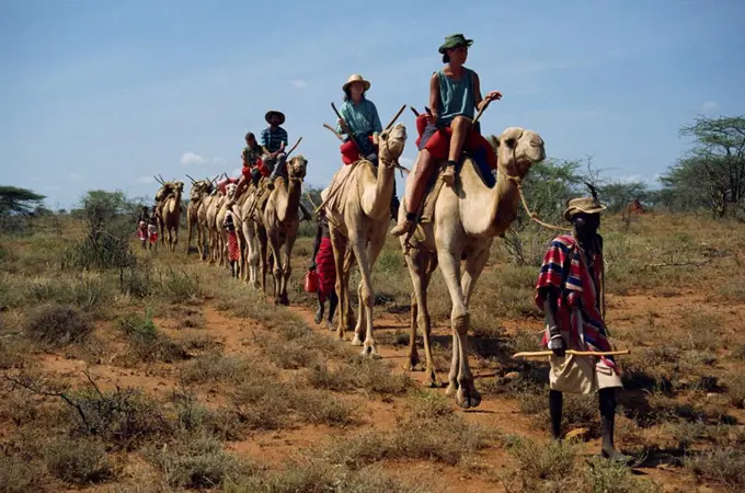 Tourists on camels, led by Samburu tribesman, Samburuland, Kenya, East Africa, Africa