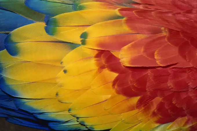 Feathers of scarlet macaw, Guatemala, Central America