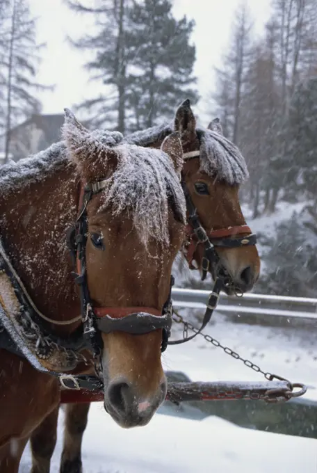 Horses pulling sleigh for sleigh rides to Pontressina in winter, Switzerland, Europe