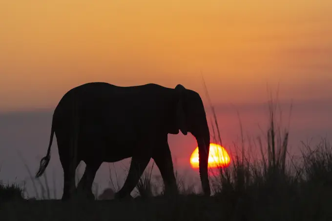 African elephant (Loxodonta africana) at sunset, Chobe National Park, Botswana, Africa