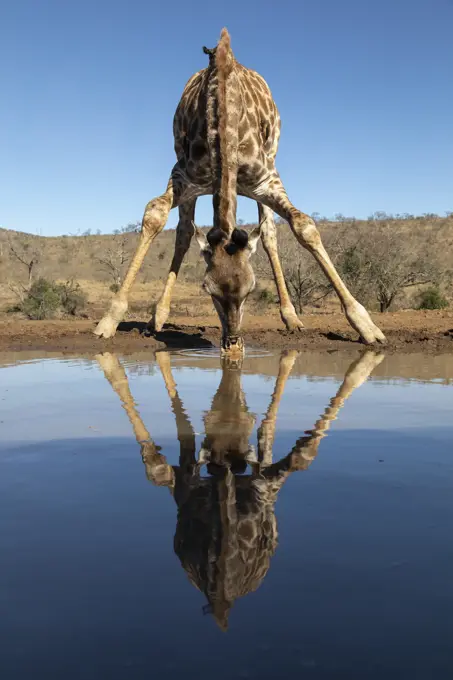 Giraffe (Giraffa camelopardalis) drinking, Zimanga Game Reserve, KwaZulu-Natal, South Africa, Africa