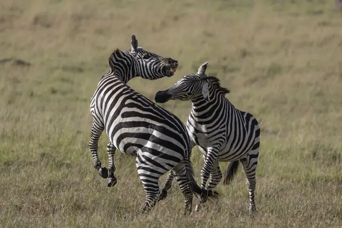 Plains zebra (Equus quagga boehmi) fighting, Masai Mara, Kenya, East Africa, Africa