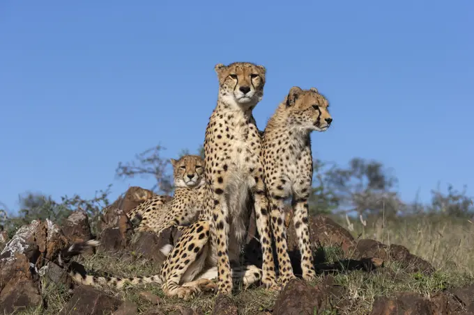 Cheetah (Acinonyx jubatus). Zimanga private game reserve, KwaZulu-Natal, South Africa, Africa