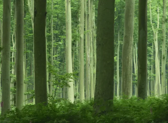 Tall straight trunks on trees in woodland in the Forest of Lyons, in Eure, Haute Normandie Normandy, France, Europe