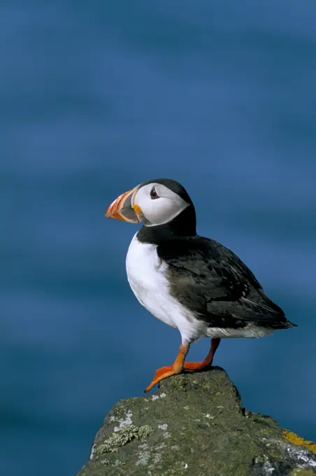 Puffin Fratercula arctica, Skomer Island, Pembrokeshire, Wales, United Kingdom, Europe