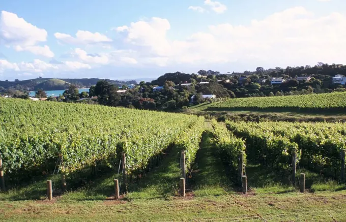 Vineyards, Ostend, Waiheke Island, North Island, New Zealand, Pacific