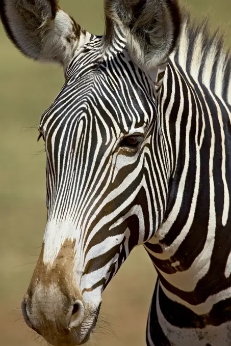 Grevy´s zebra Equus grevyi, Samburu National Reserve, Kenya, East Africa, Africa