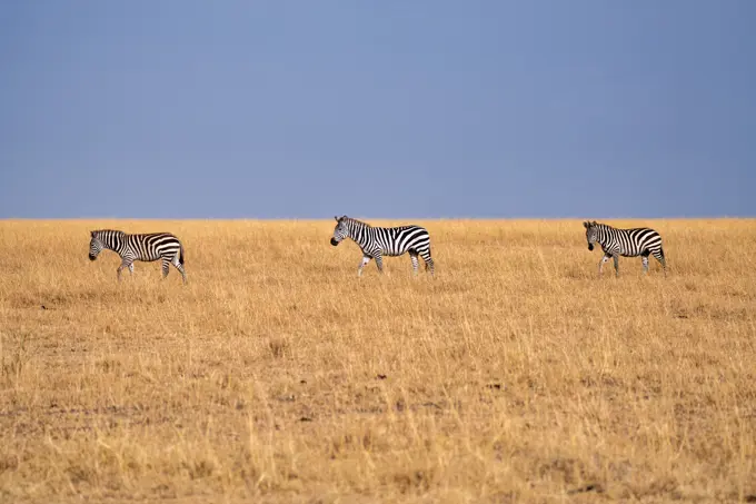 Zebras (Equus quagga) in the grasslands of the Maasai Mara, Kenya, East Africa, Africa