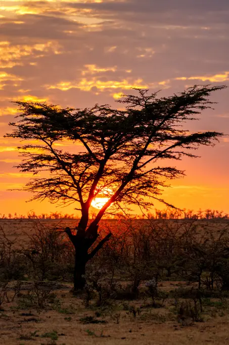 Sunrise behind a tree in the Maasai Mara, Kenya, East Africa, Africa