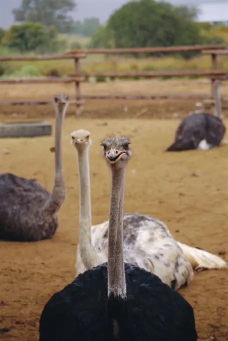 Ostrich farm in Oudtshoorn, Little Karoo, South Affrica