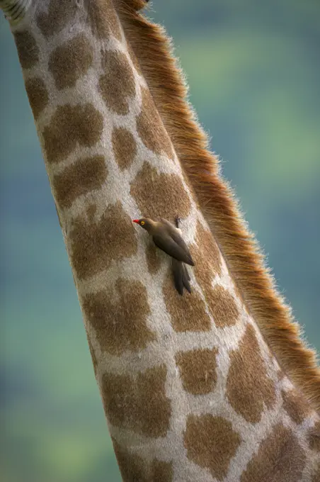 Redbilled oxpecker Buphagus erythrorhynchus, on giraffe, Kruger National Park, South Africa, Africa