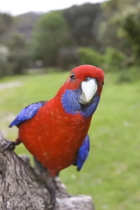 Crimson Rosella, Platycercus elegans, Wilsons Promontory, Victoria, Australia