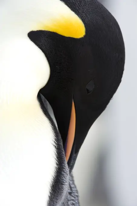 The Emperor Penguin Aptenodytes forsteri is the tallest and heaviest of all living penguin species. It is the only penguin that breeds during the wint...