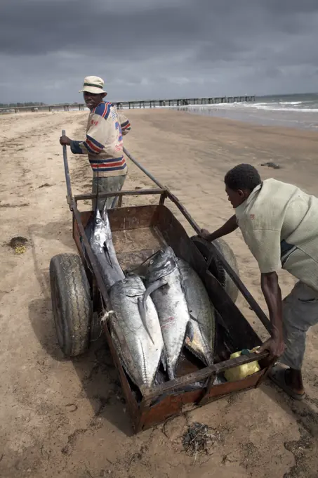 Fishermen with their catch, Malindi, Kenya, East Africa, Africa