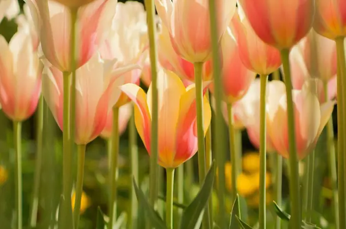 Field of Dutch tulips near Amsterdam, The Netherlands, Europe