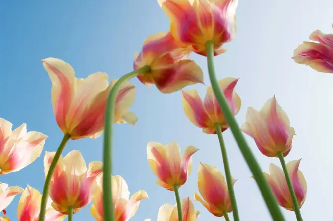 Field of Dutch tulips near Amsterdam, The Netherlands, Europe