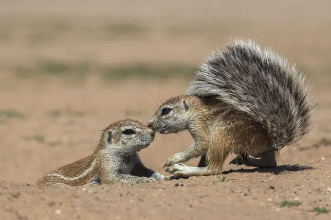 Ground squirrels (Xerus inauris), Kgalagadi Transfrontier Park, Northern Cape, South Africa, Africa