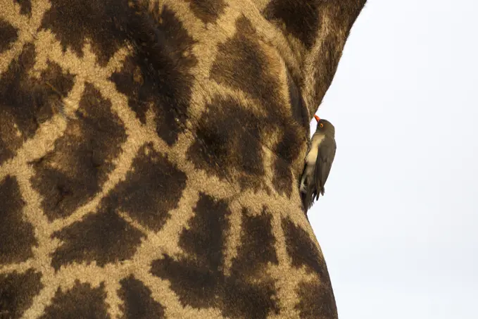 Giraffe (Giraffa camelopardalis) with redbilled oxpecker, Kruger National Park, South Africa, Africa